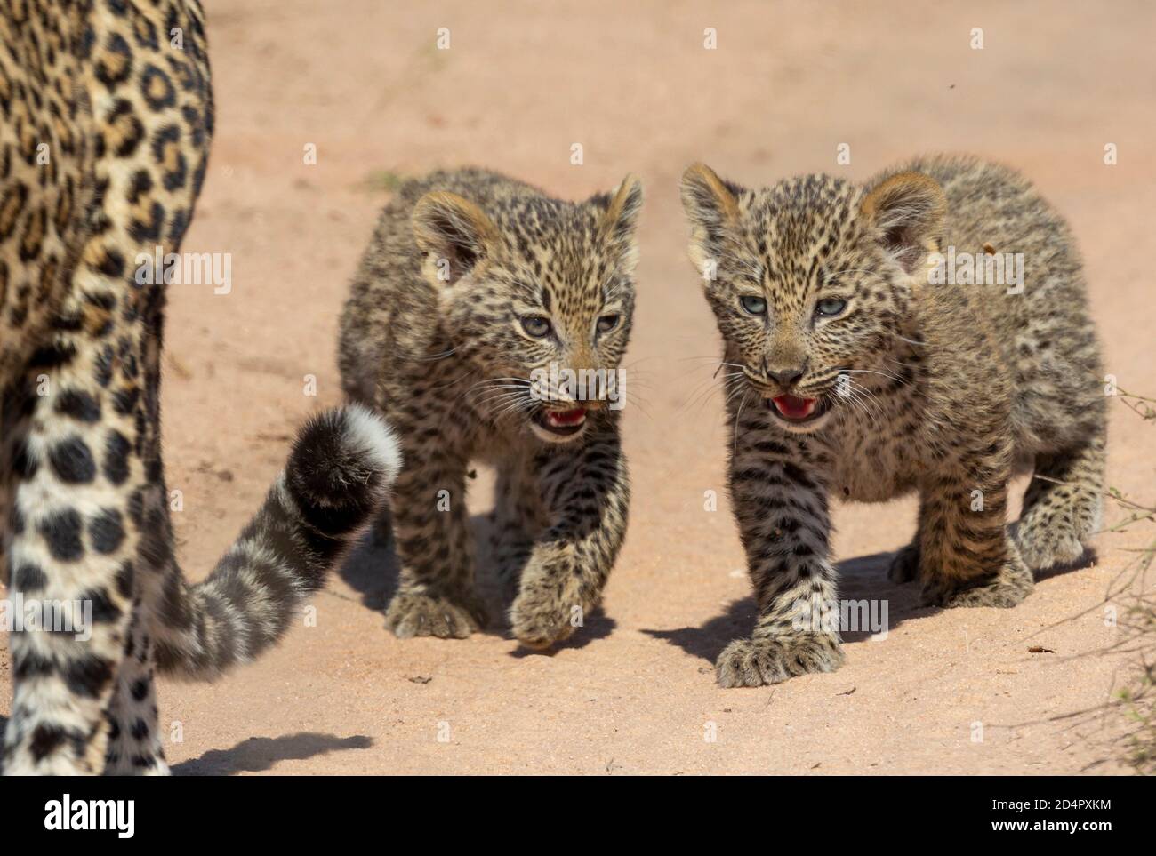 Due cuccioli di leopardo (Pantera pardus) di dodici settimane che seguono dietro la madre. Foto Stock