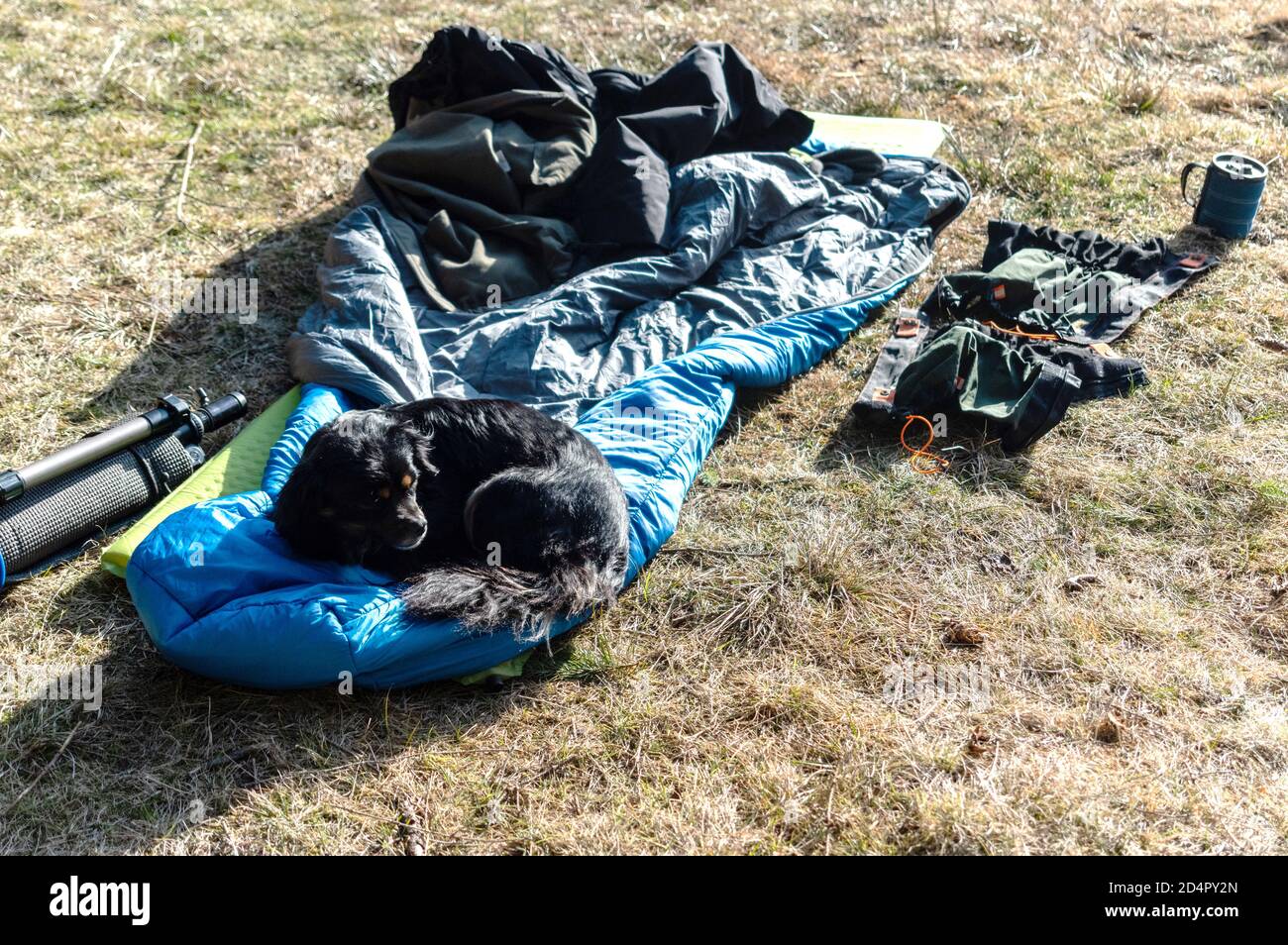 Il cane giace su un sacco a pelo. Il cane sta crogiolandosi al sole. Foto Stock