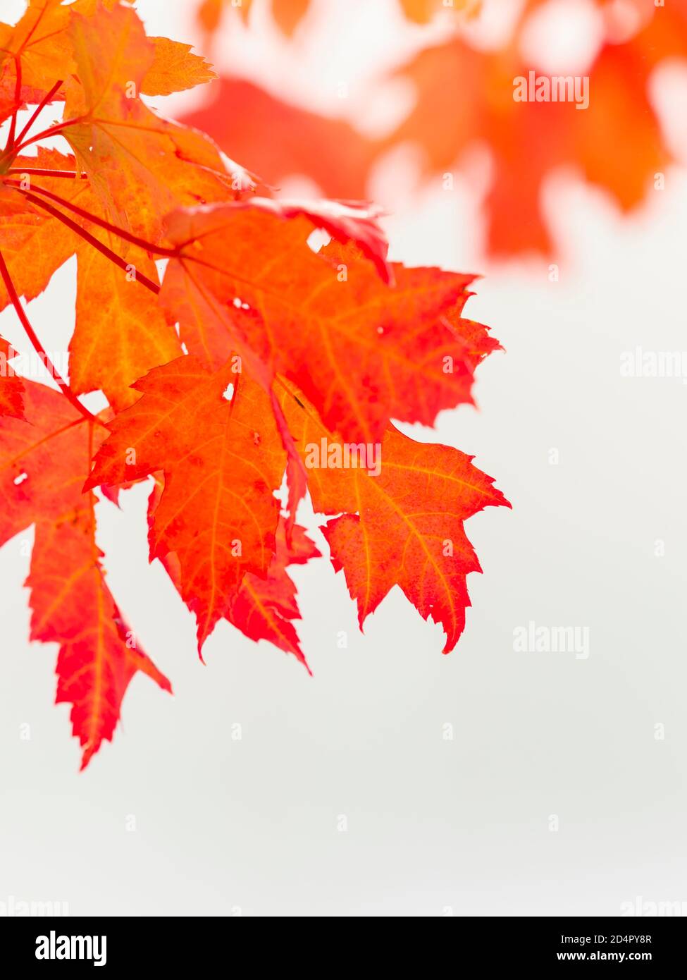 Rosso intenso colori vivaci foglie colorate autunno stagione stagionale primo piano dettaglio isolato primo piano quasi macro appese dall'alto Foto Stock