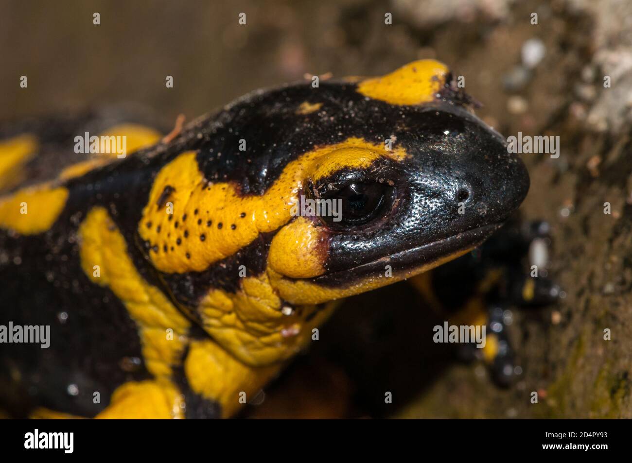 Salamander fuoco, Salamandra salamandra, Catalogna, Spagna Foto Stock