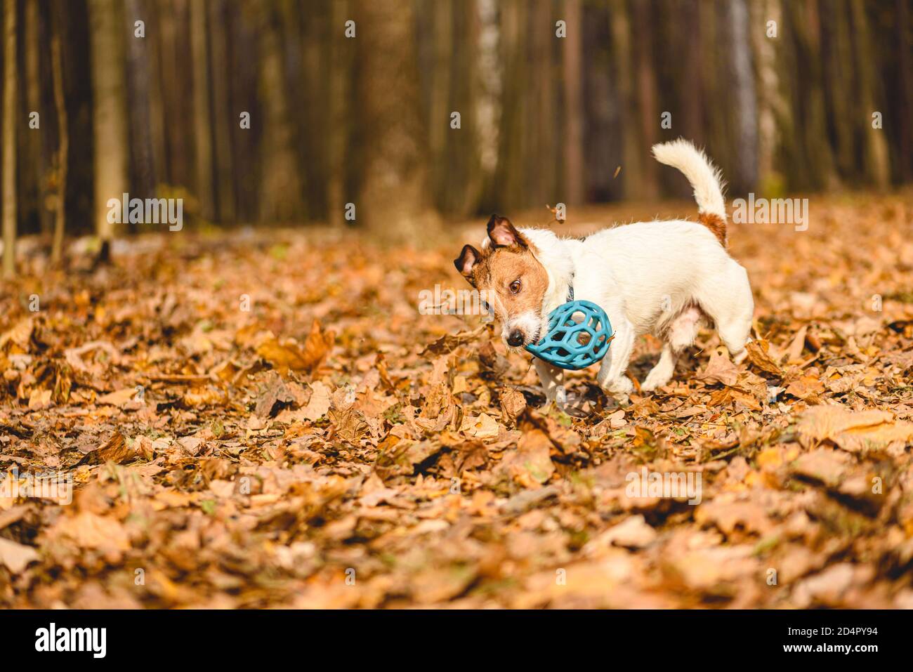 Divertente cane cucciolo che gioca in natura il sole giorno di autunno con palla giocattolo in gomma Foto Stock