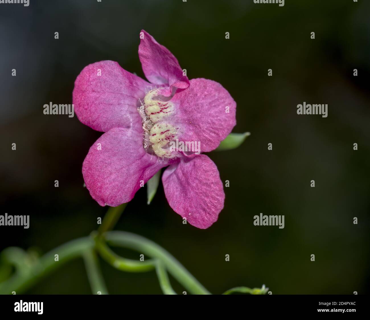 Macro foto del fiore di una Mauranella Antirriniflora, conosciuta anche come una vite Snapdragon. Questo è nativo della zona di Chino Valley in Arizona. Foto Stock