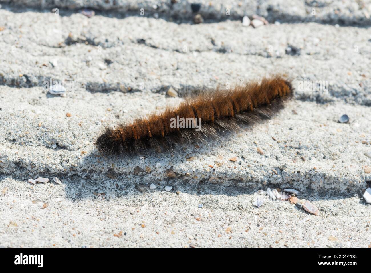 Oak Eggar (Lasiocampa trifolii) caterpillar sul lungomare di Herne Bay, Kent Foto Stock