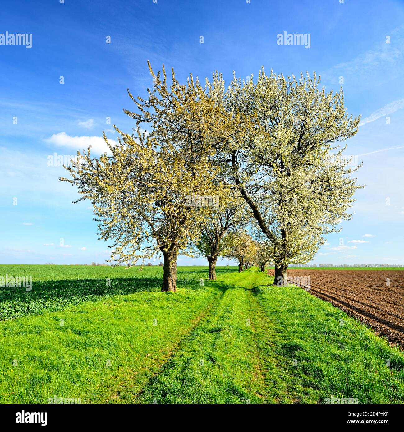 Campo percorso con alberi di ciliegio in fiore, campi verdi, campi arati, cielo blu con nuvole, Burgenlandkreis, Sassonia-Anhalt, Germania, Europa Foto Stock