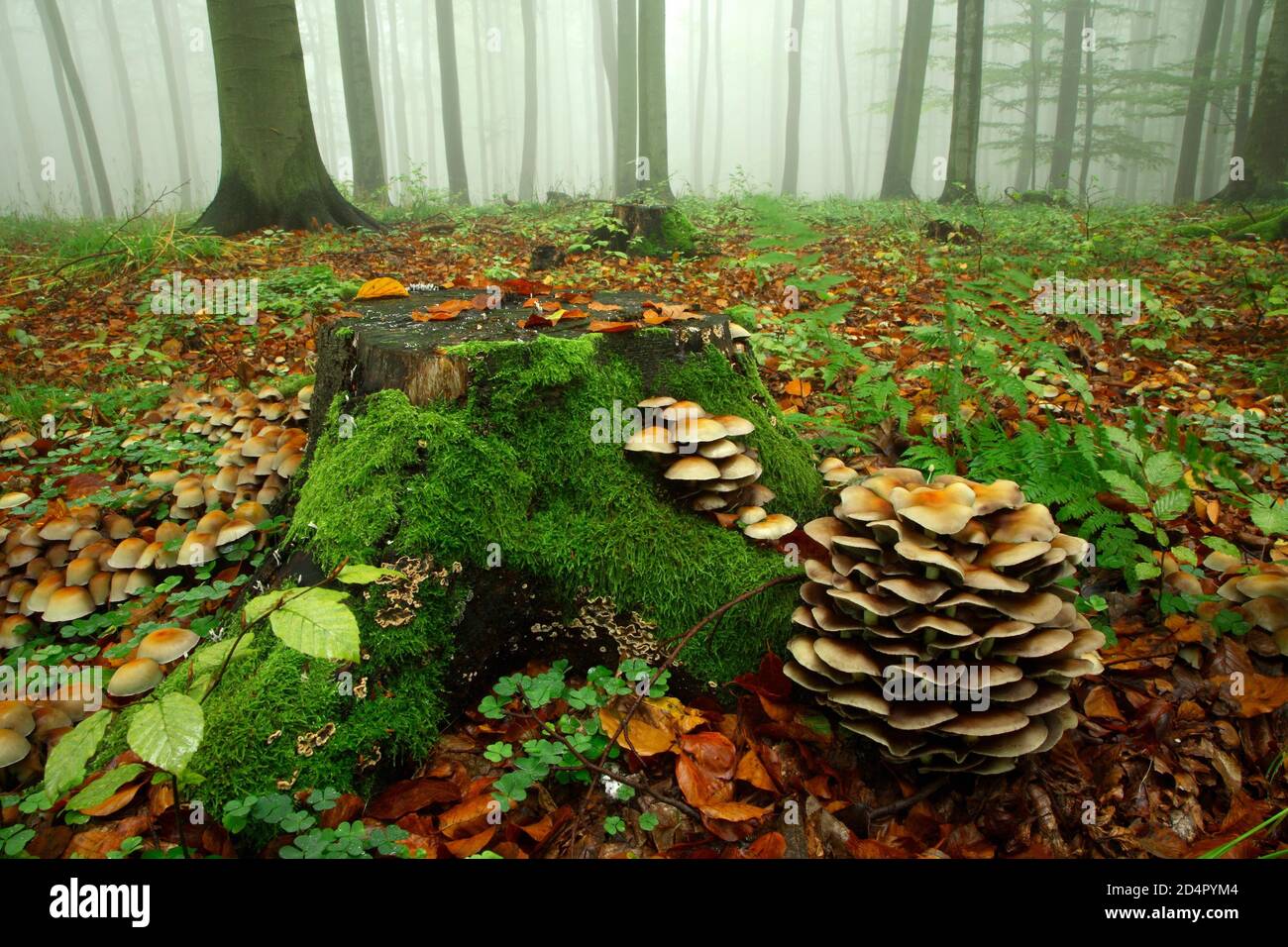 Faggeta, nebbia fitta all'inizio dell'autunno, ceppo di alberi con muschio e funghi, Harz, vicino a Wippra, Germania ( Sachsen-Anhalt) Foto Stock