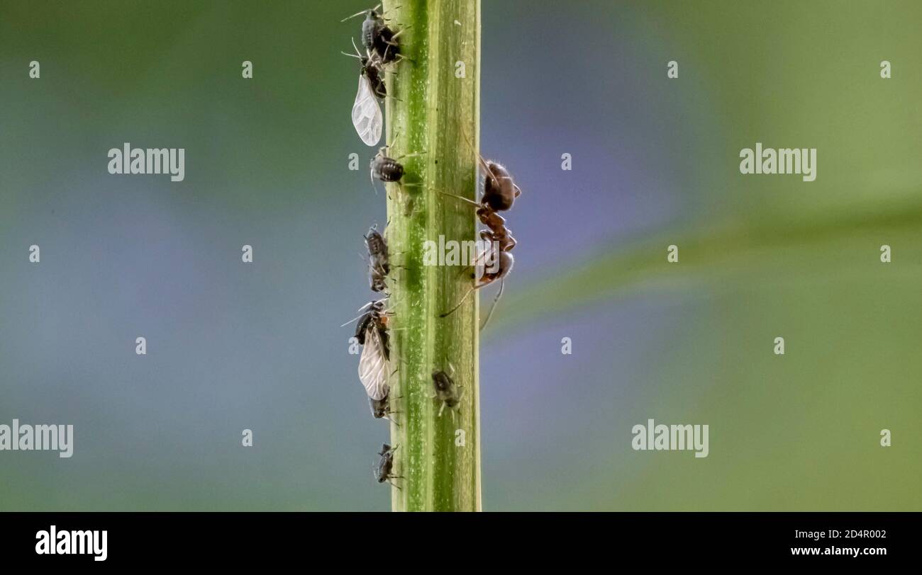 Formicidi (Formicidae) lacca gli afidi (Aphidoidea) su piante, Baviera, Germania, Europa Foto Stock