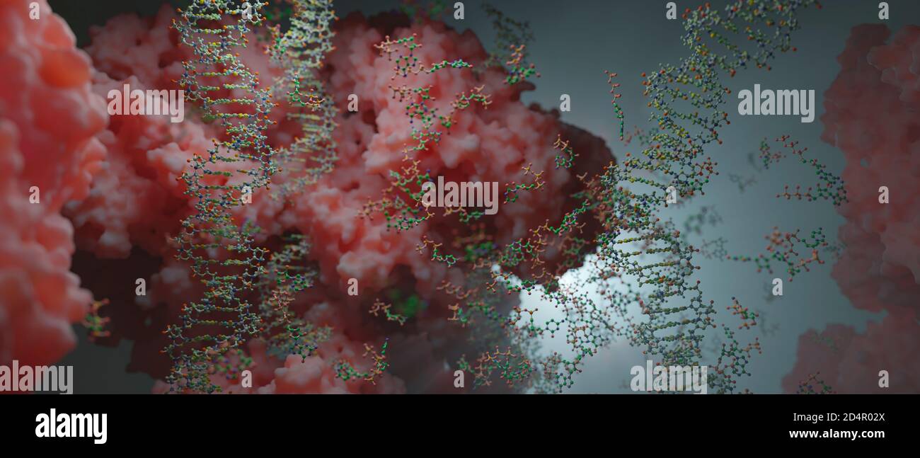 Il mondo all'interno di una cellula umana. Stringhe di DNA, nucleotidi (che formano coppie di basi nel DNA) e proteine all'interno del nucleo di una cellula eucariotica. Foto Stock
