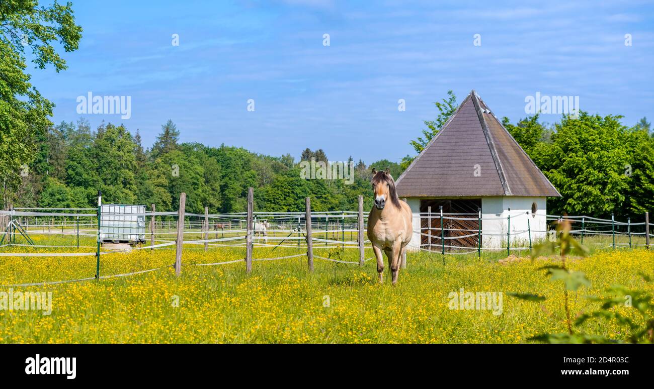 Cavallo marrone chiaro con manna bianca e nera in un paddock, prato di fiori gialli, alta Baviera, Baviera, Germania, Europa Foto Stock