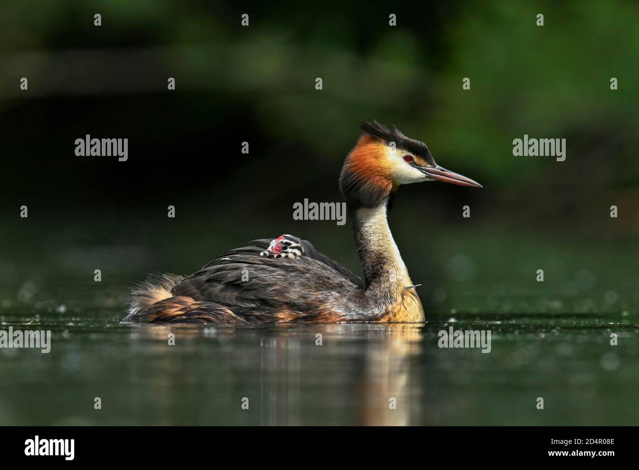 Grande grebe crestato ( Podiceps cristatus) , con pulcini in acqua, Lago di Lucerna, Canton Lucerna, Svizzera, Europa Foto Stock