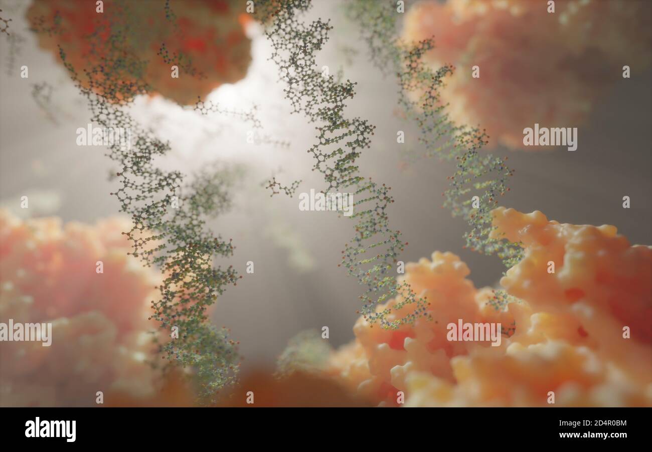 Il mondo all'interno di una cellula umana. Stringhe di DNA, nucleotidi (che formano coppie di basi nel DNA) e proteine all'interno del nucleo di una cellula eucariotica. Foto Stock