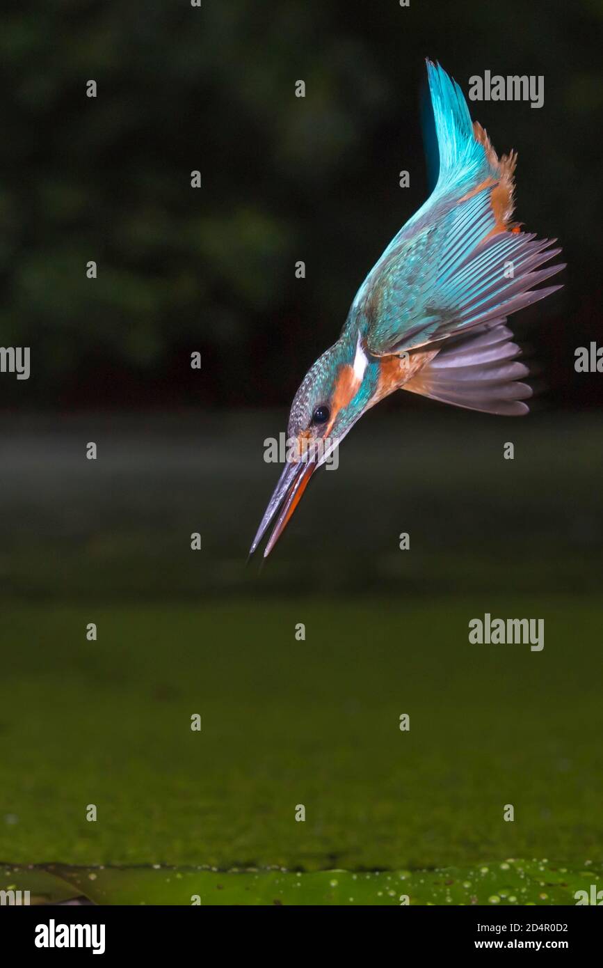 Martin pescatore comune ( Alcedo atthis) allo sciopero preda, caccia, Naarden, Paesi Bassi Foto Stock