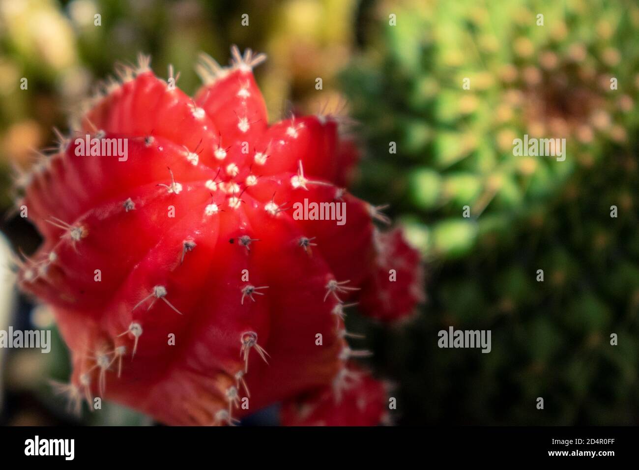 cactus ad innesto rosso con spine molto affilate Foto Stock