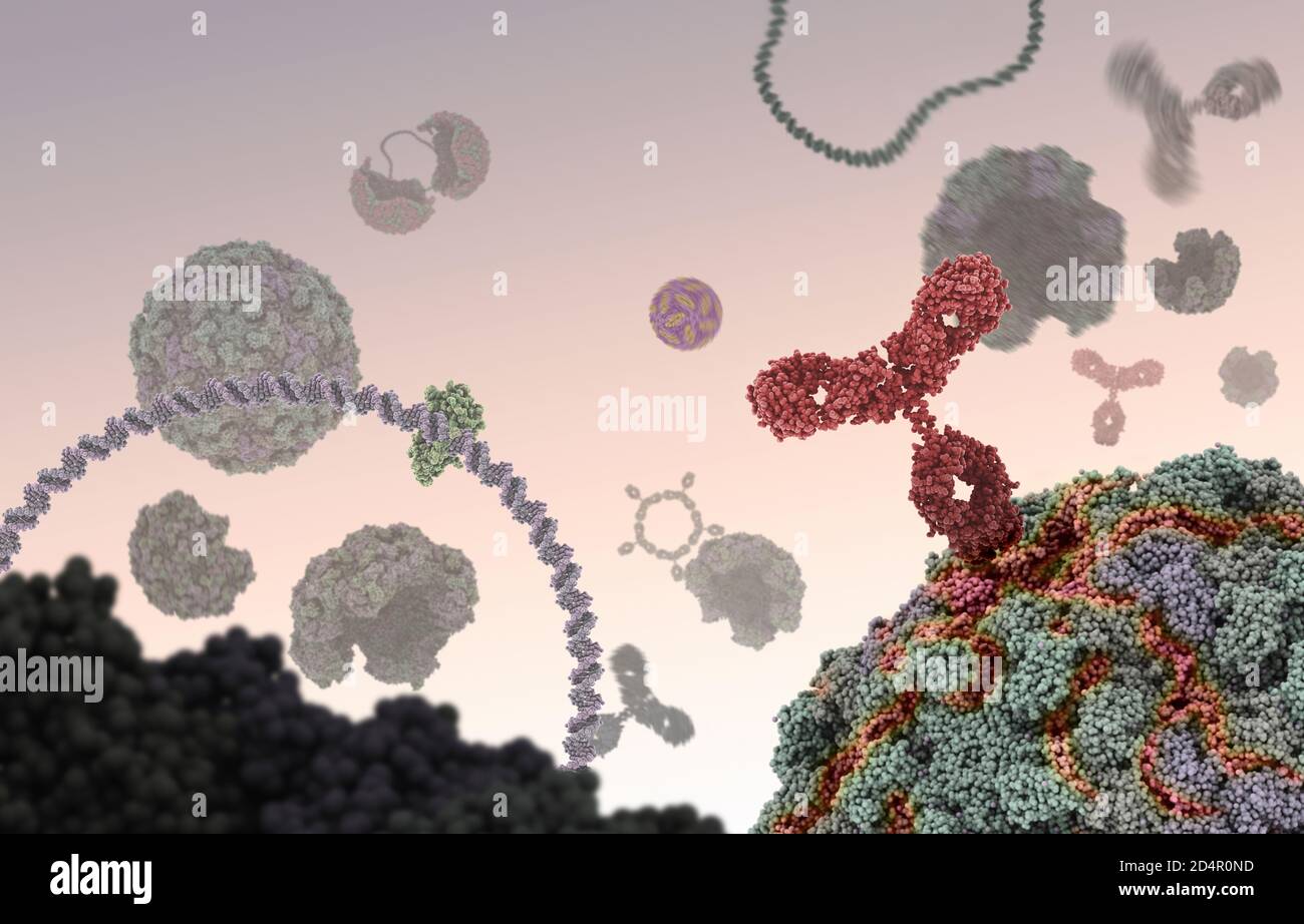 Anticorpo umano (rosso) che attacca un virus legandosi ad un sito specifico e inibendo quindi la funzione del virus. Foto Stock