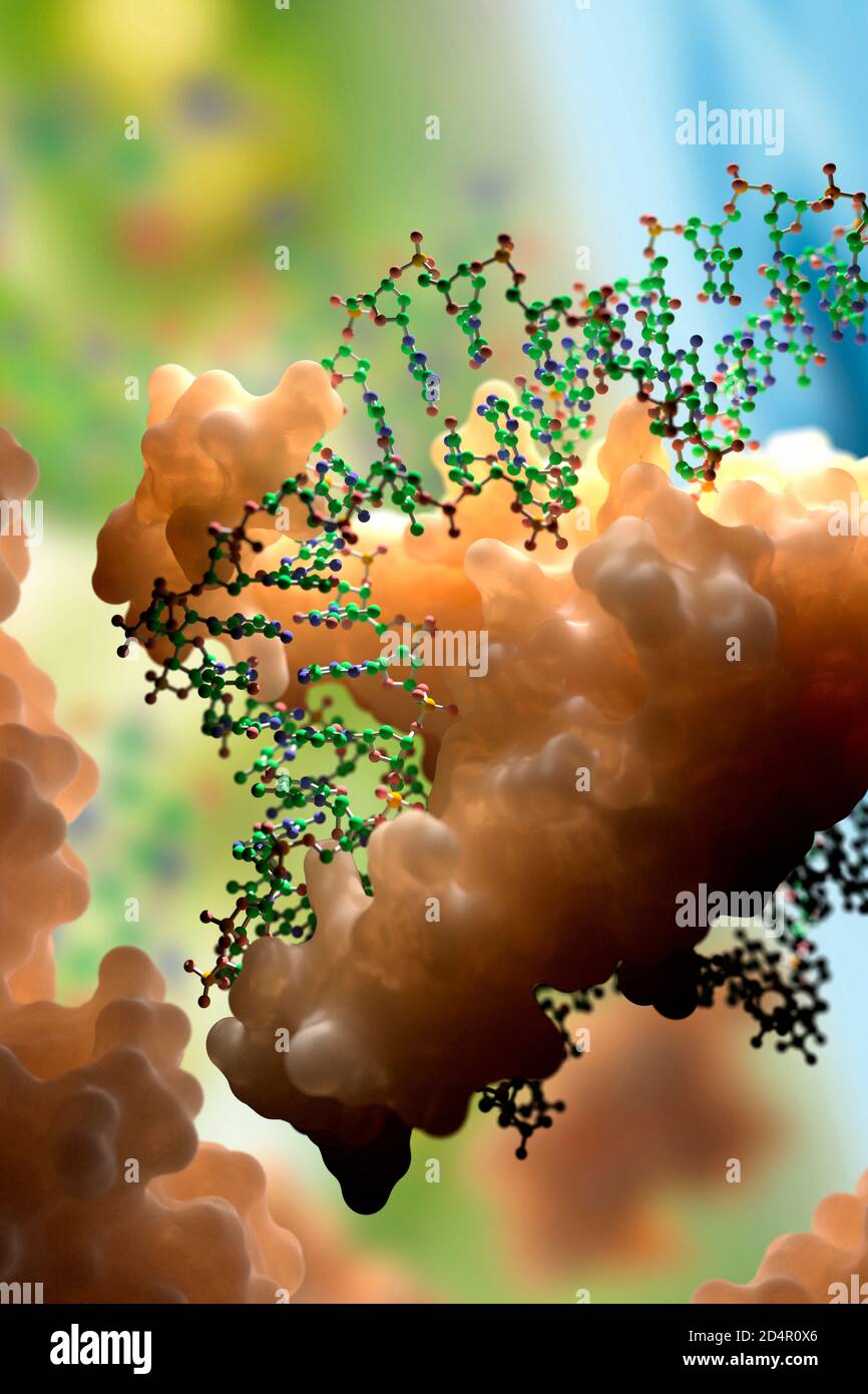 Interazione di DNA e proteine a livello molecolare. Le proteine leganti il DNA controllano la trascrizione, l'espressione genica, ecc. sulla base dei dati scientifici del PDB Foto Stock