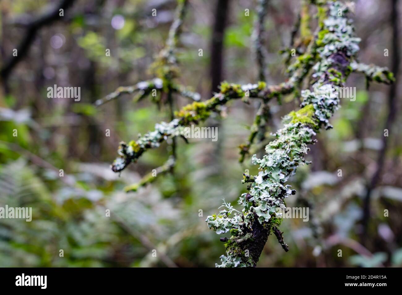 Ramo decadente e ramoscelli ricoperti di licheni a foglia Foto Stock