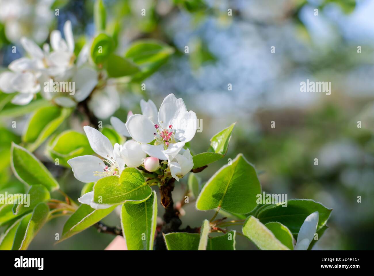 pero fiorito, pero bianco su sfondo naturale, primo piano di frutteto fiorito, profondità di campo poco profonda Foto Stock