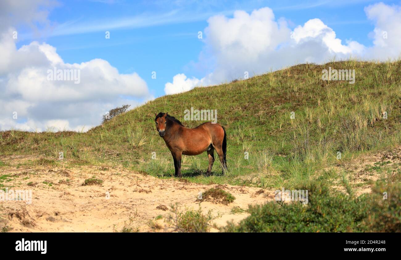 Cavallo selvatico nelle dune di Egmond aan Zee. Mare del Nord, Paesi Bassi. Foto Stock