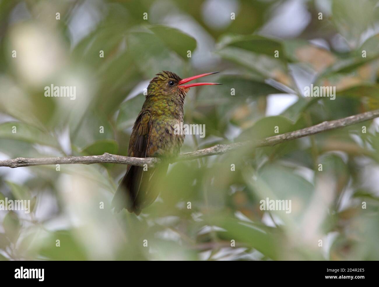 Hummingbird dorato (Hylocharis chrysura) adulto arroccato sul ramo cantando Buenos Aires Provincia, Argentina Gennaio Foto Stock