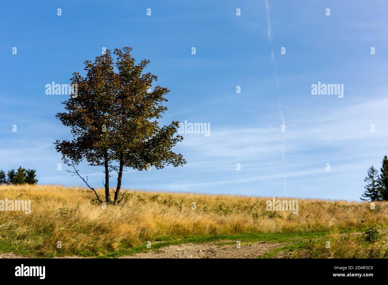 Singolo albero deciduo su un giallo autunno secco schiarimento, erba secca, concetto di solitudine, cristallo blu cielo sfondo, copia spazio. Foto Stock