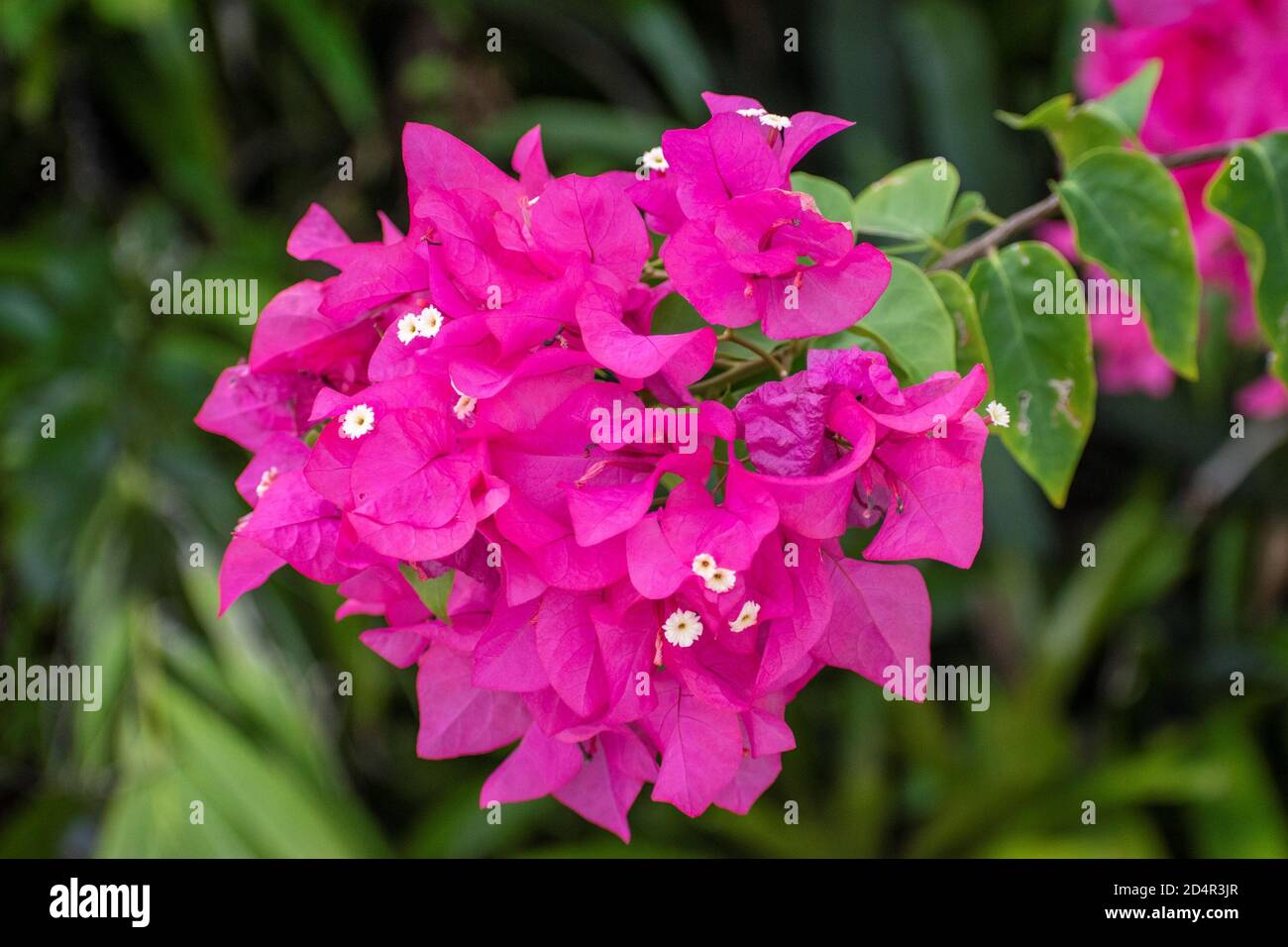 Bel fiore bouganvillea con bel colore fucsia nel nostro giardino Foto Stock