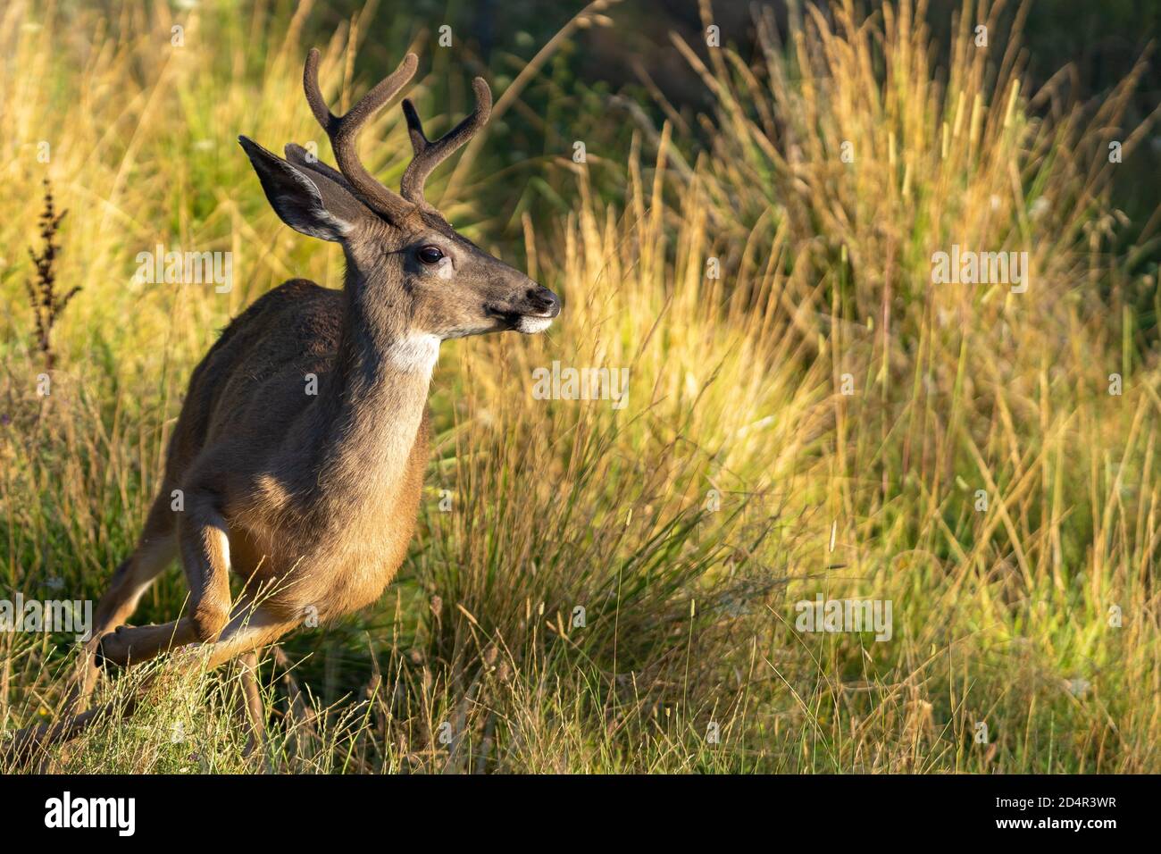 Anatra con coda bianca con Antlers in esecuzione. Oregon, Ashland, Cascade Siskiyou National Monument, estate Foto Stock