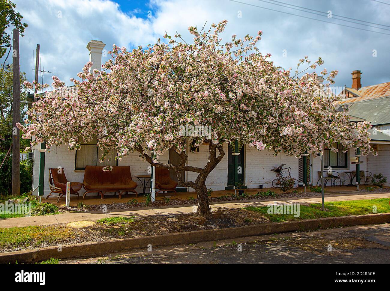 Albero fiorito, Cumnock, NSW Australia Foto Stock