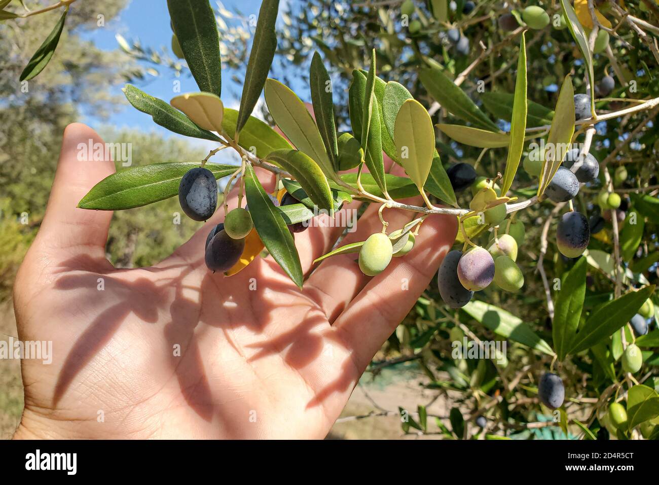 Uomo a mano tenere un ramo italiano di olivi, olive extra vergine produzione di olio Foto Stock