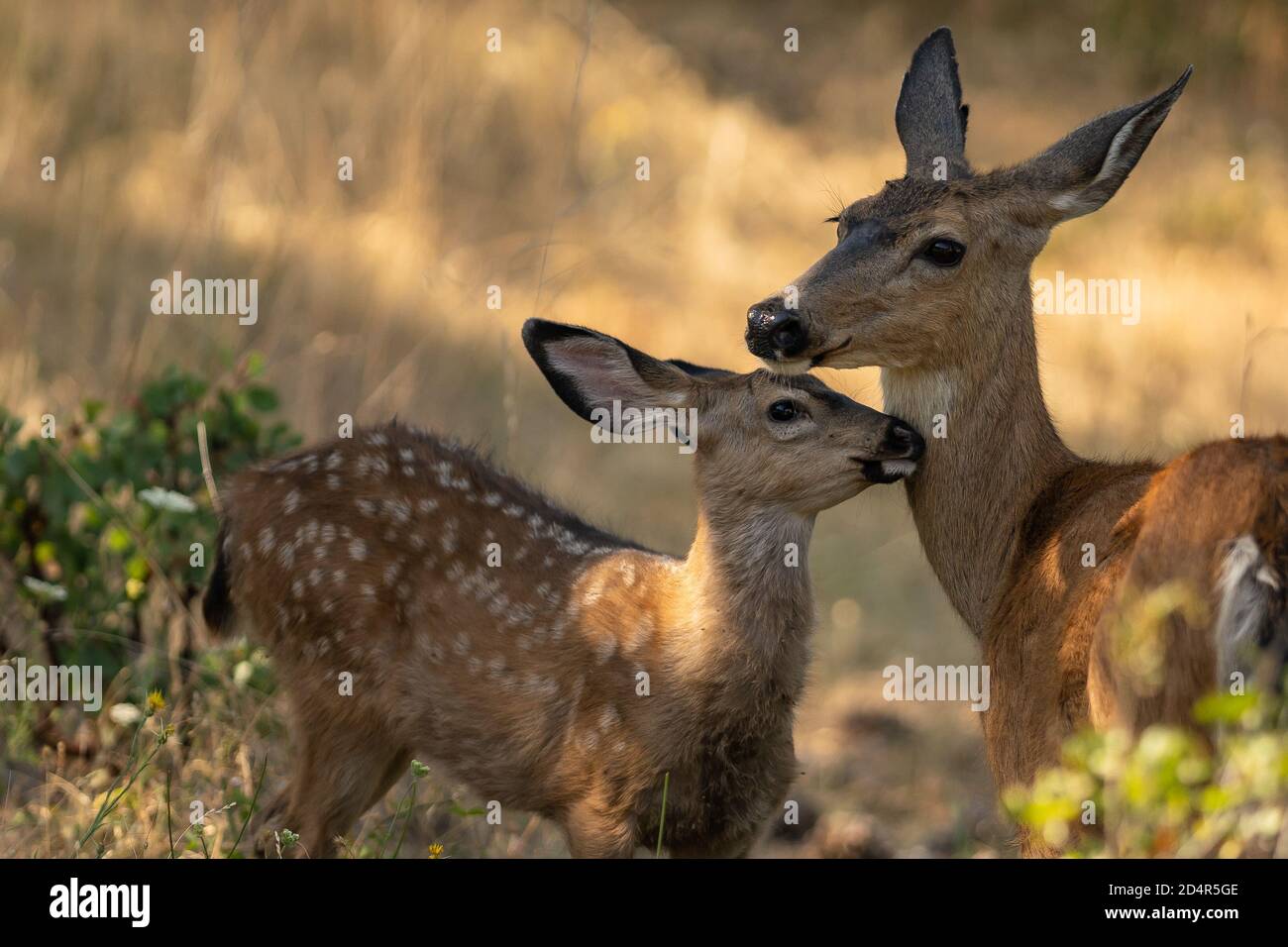 Deer carino dalla coda bianca con un Doe. Oregon, Ashland, Cascade Siskiyou National Monument, estate Foto Stock