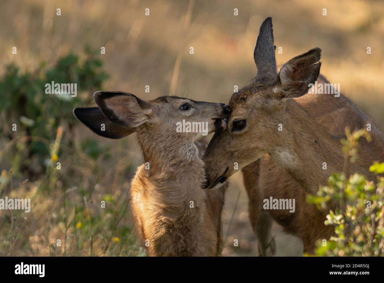 Deer carino dalla coda bianca con un Doe. Oregon, Ashland, Cascade Siskiyou National Monument, estate Foto Stock