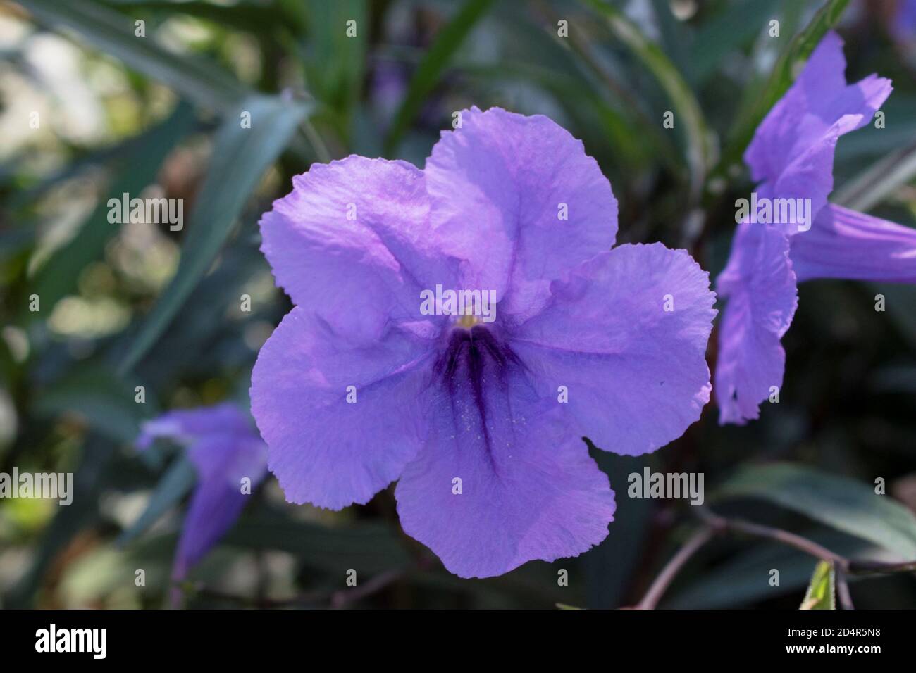 pianta di petunia messicana viola nel nostro giardino Foto Stock