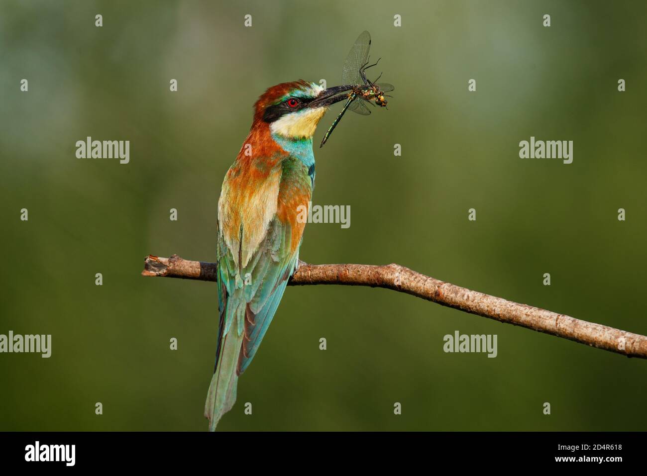 Ape-eater, Apiaster Merops. L'uccello più colorato di Eurasia. Un uccello catturò una libellula Foto Stock