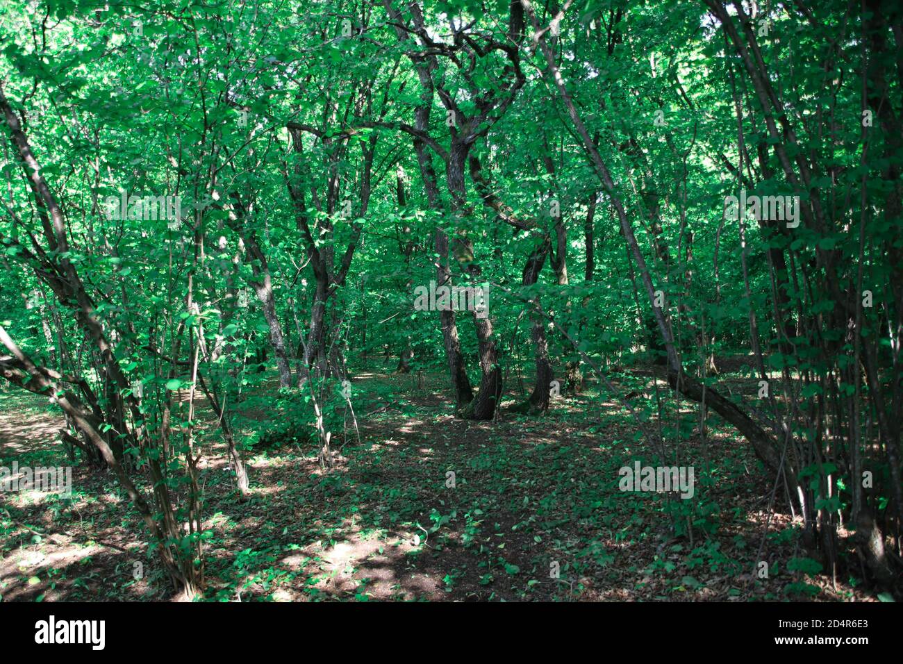 Alberi verdi accovacciati con luce solare durante l'estate. Foto Stock