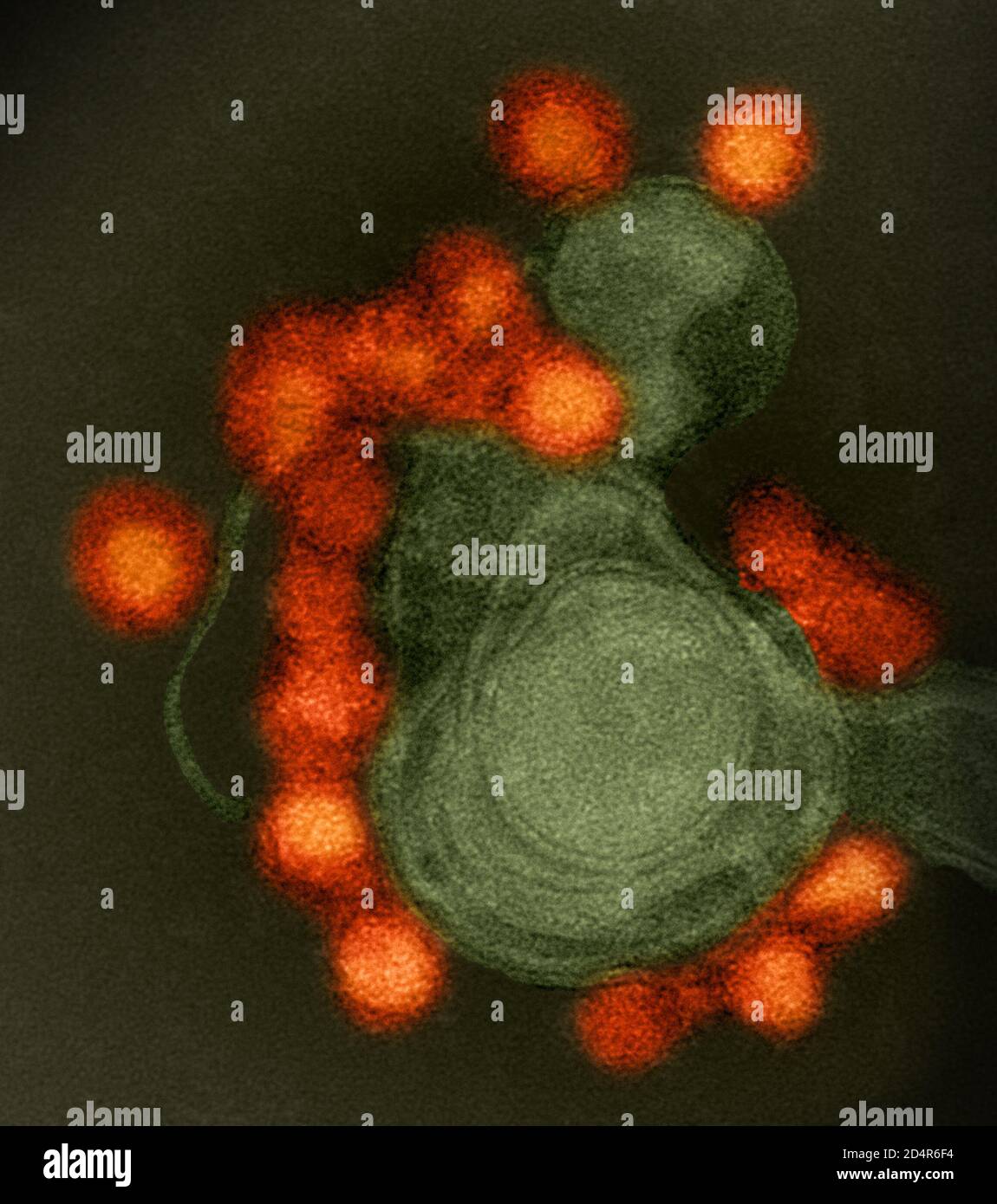 Immagine al microscopio elettronico a trasmissione del virus Zika (rosso) con colorazione negativa, ceppo Fortaleza, isolato da un caso di microcefalia in Brasile. Foto Stock