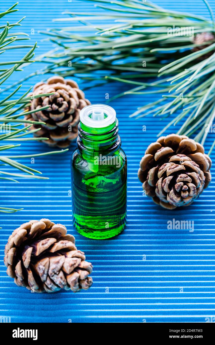 Olio essenziale di pino scozzese (Pinus silvestris). Foto Stock