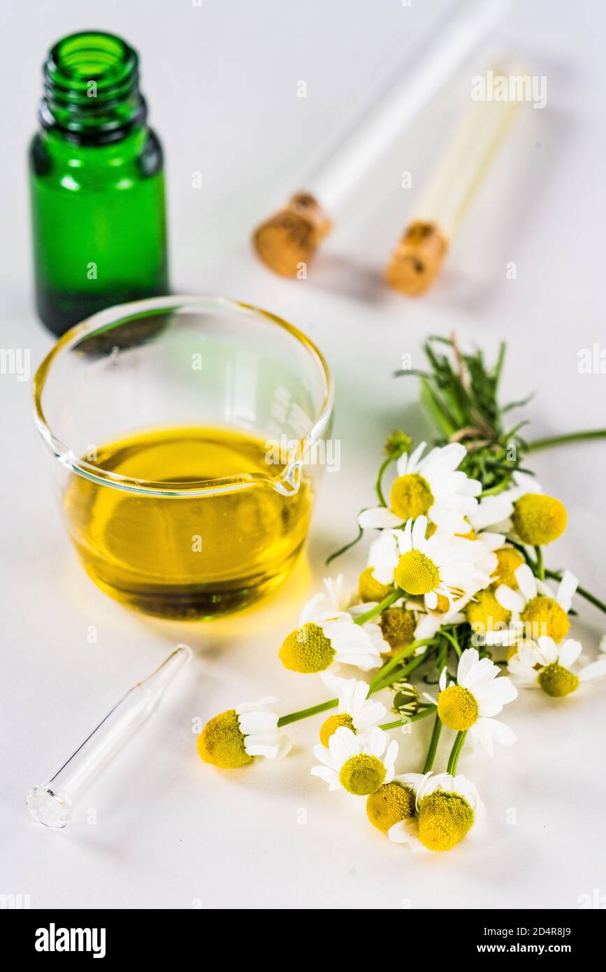Olio essenziale di Camomilla. Foto Stock