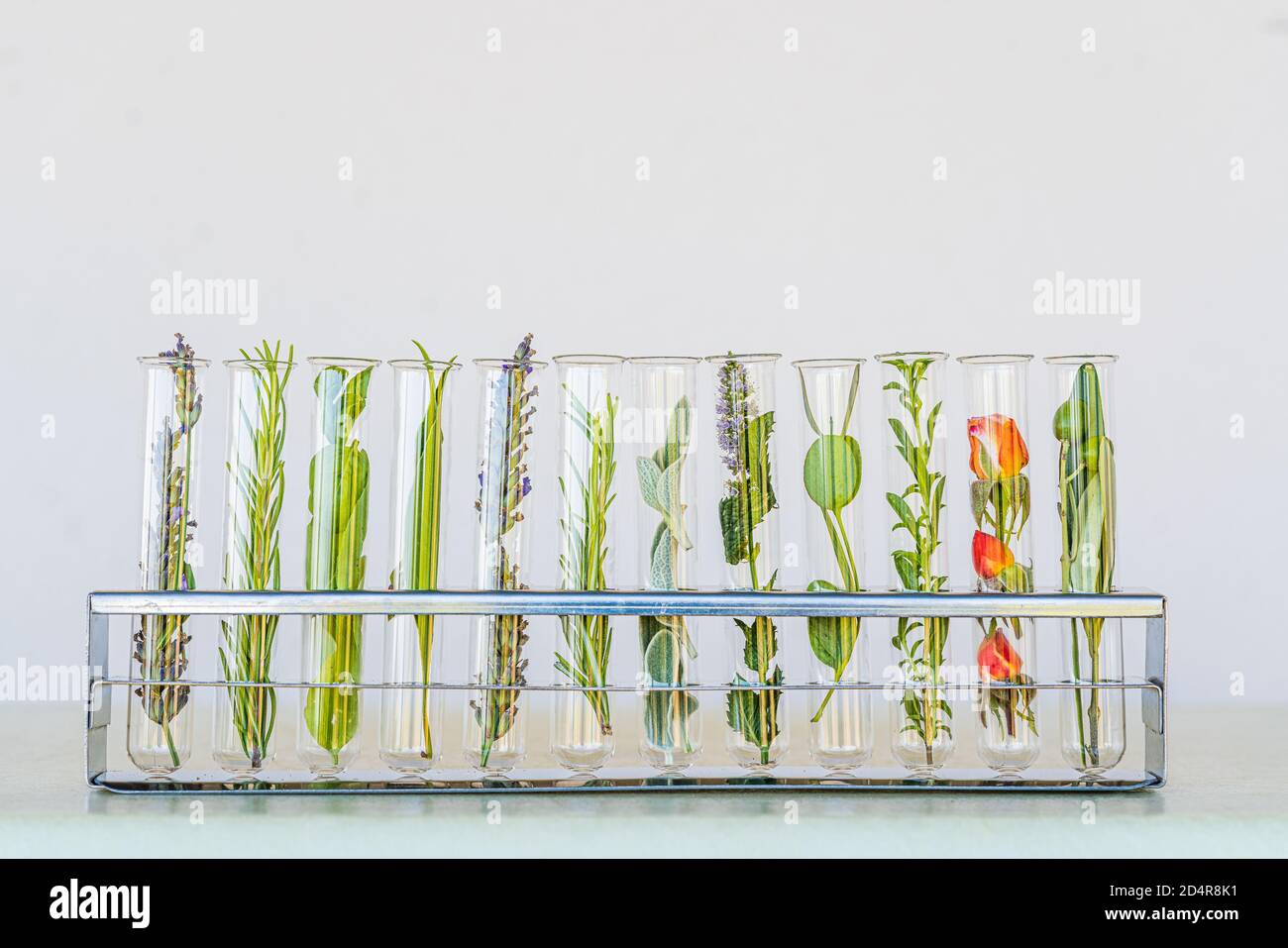 Illustrazione della ricerca su piante, erbe aromatiche e fiori. Foto Stock