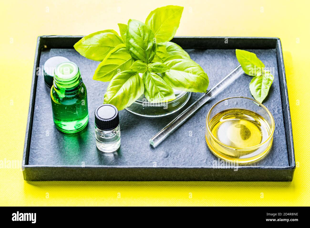 Olio essenziale di basilico. Foto Stock