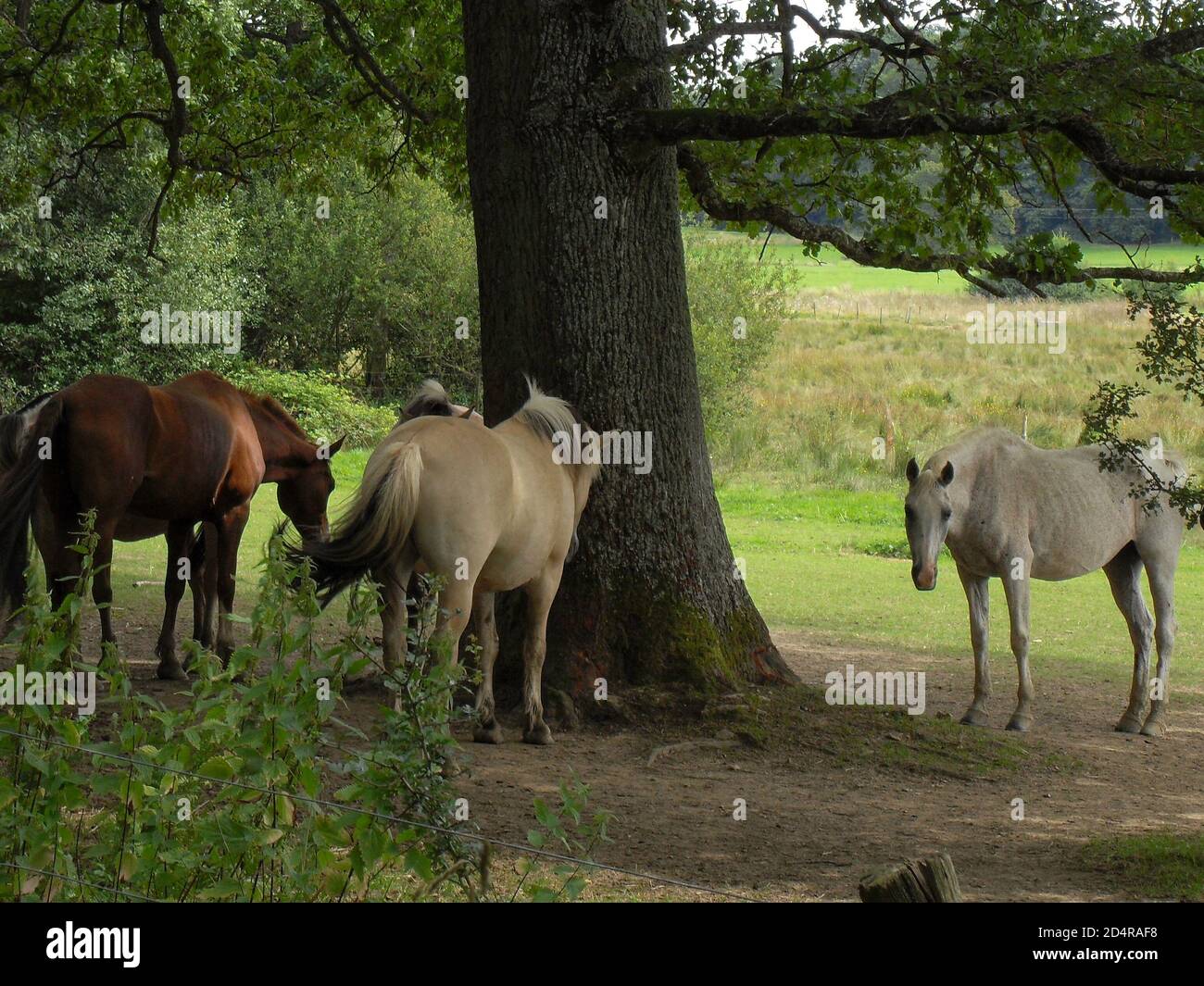 Quelques chevaux sous un arbre à Balmoral, Spa Foto Stock
