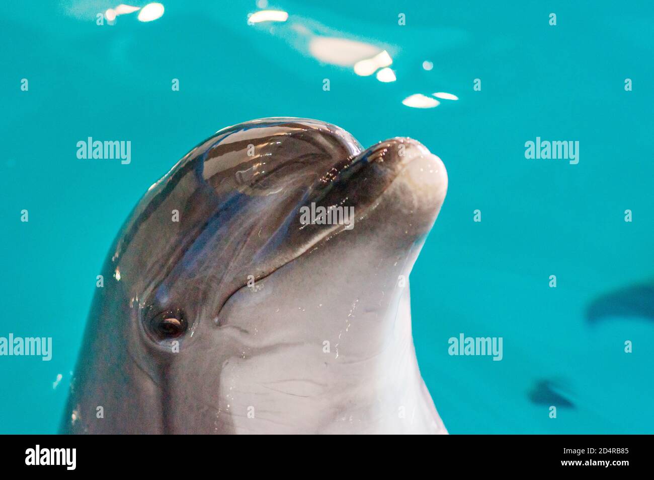 Cura, riabilitazione, bagno, immersioni, giochi, divertimento e divertimento con un delfino in una piscina di acqua di mare. delfinario, oceanarium. Foto Stock