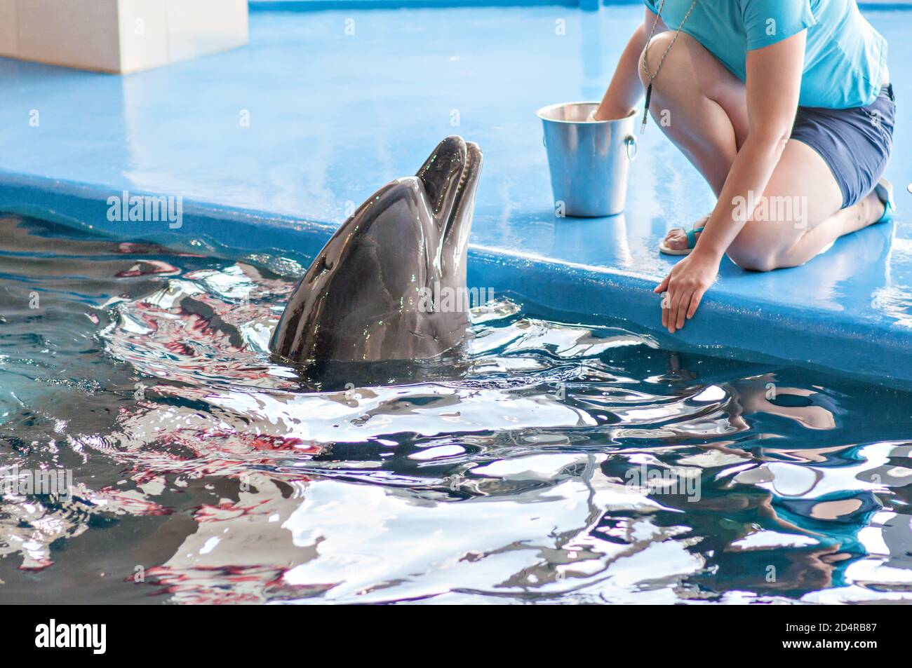 Cura, riabilitazione, bagno, immersioni, giochi, divertimento e divertimento con un delfino in una piscina di acqua di mare. delfinario, oceanarium. Foto Stock