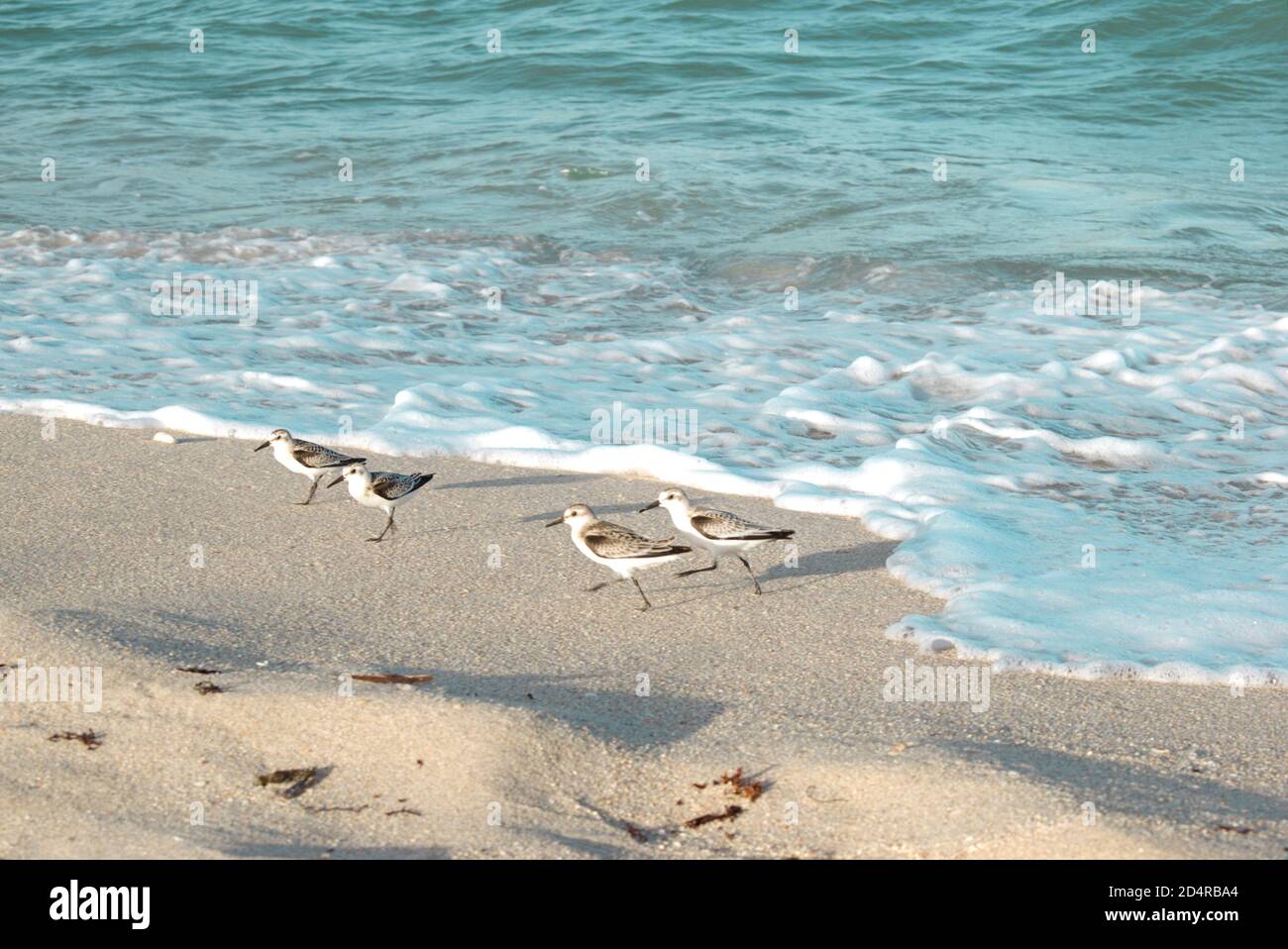 gabbiani che corrono sulla sabbia che sfuggono dalle onde Foto Stock