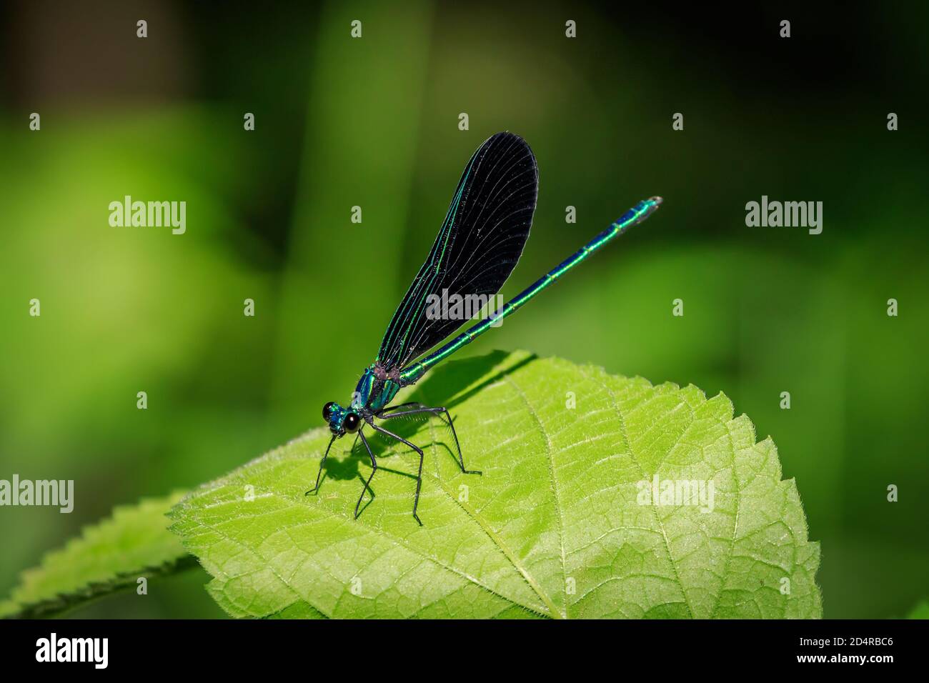 Damselfly di Ebony (Calopteryx maculata) nel Roman Nose state Park, Oklahoma Foto Stock