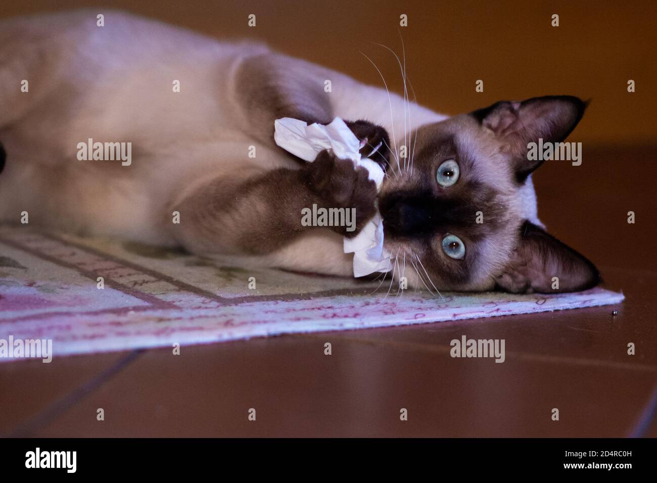 bello giovane gatto siamese con gli occhi blu sdraiato sul suo lato gioca con un tessuto. Foto Stock
