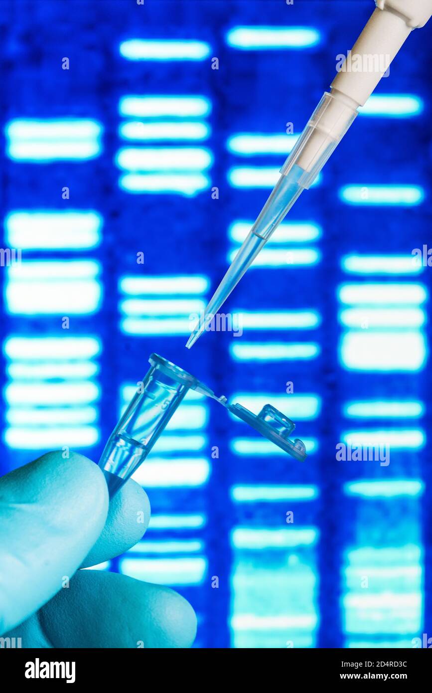 Ricerca genetica, pipettaggio in una provetta di prova situata di fronte a un autoradiogramma del DNA (acido desossiribonucleico). Foto Stock