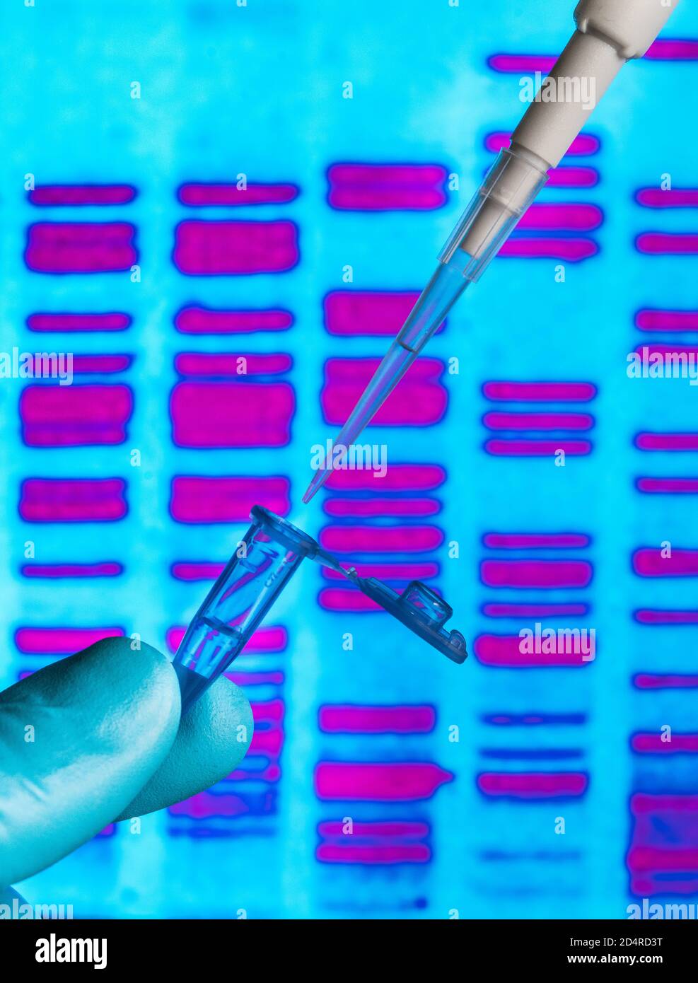 Ricerca genetica, pipettaggio in una provetta di prova situata di fronte a un autoradiogramma del DNA (acido desossiribonucleico). Foto Stock