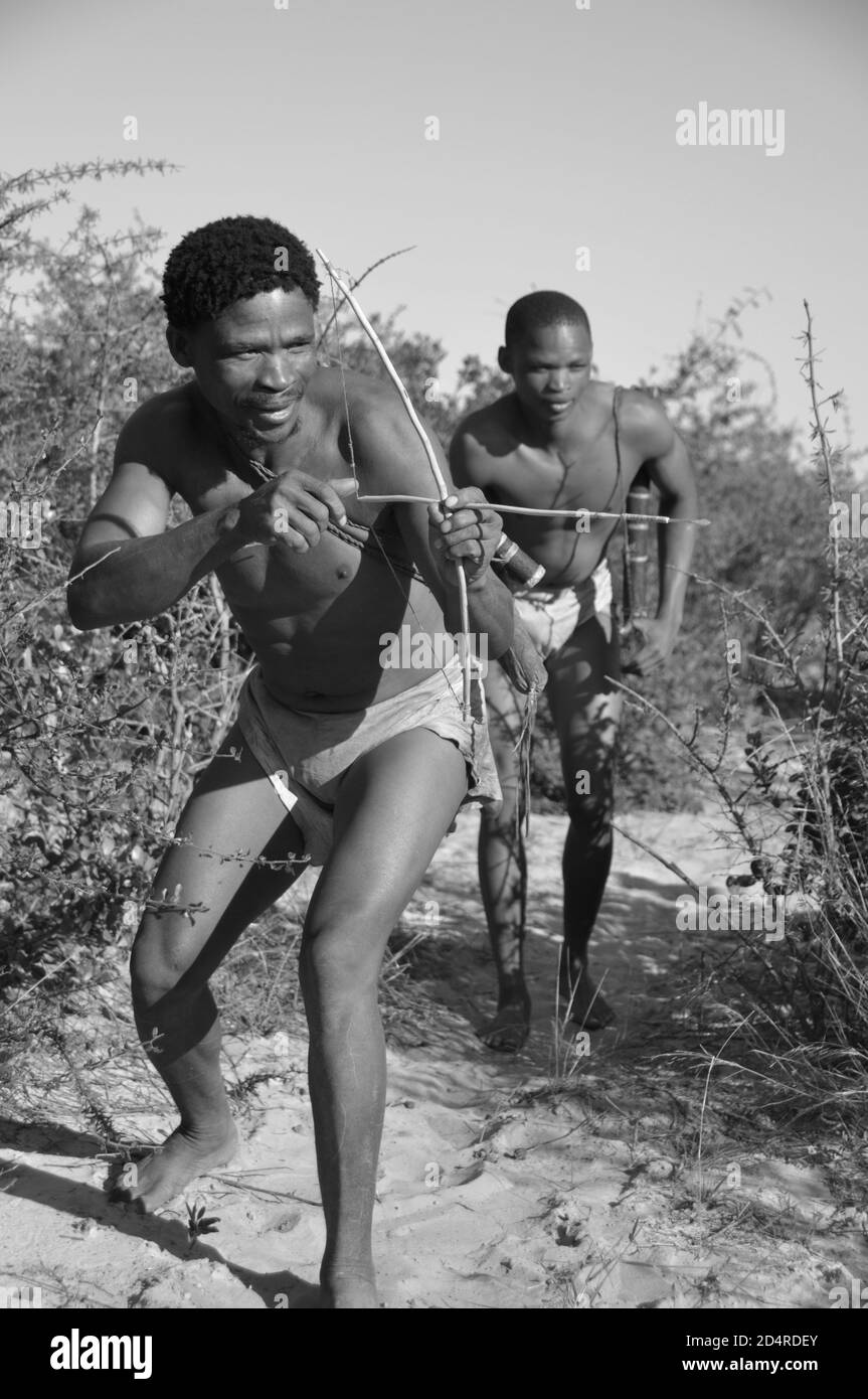 Caccia Naro-Bushmen vicino a Ghanzi nella Central Kalahari Game Reserve del Botswana Foto Stock