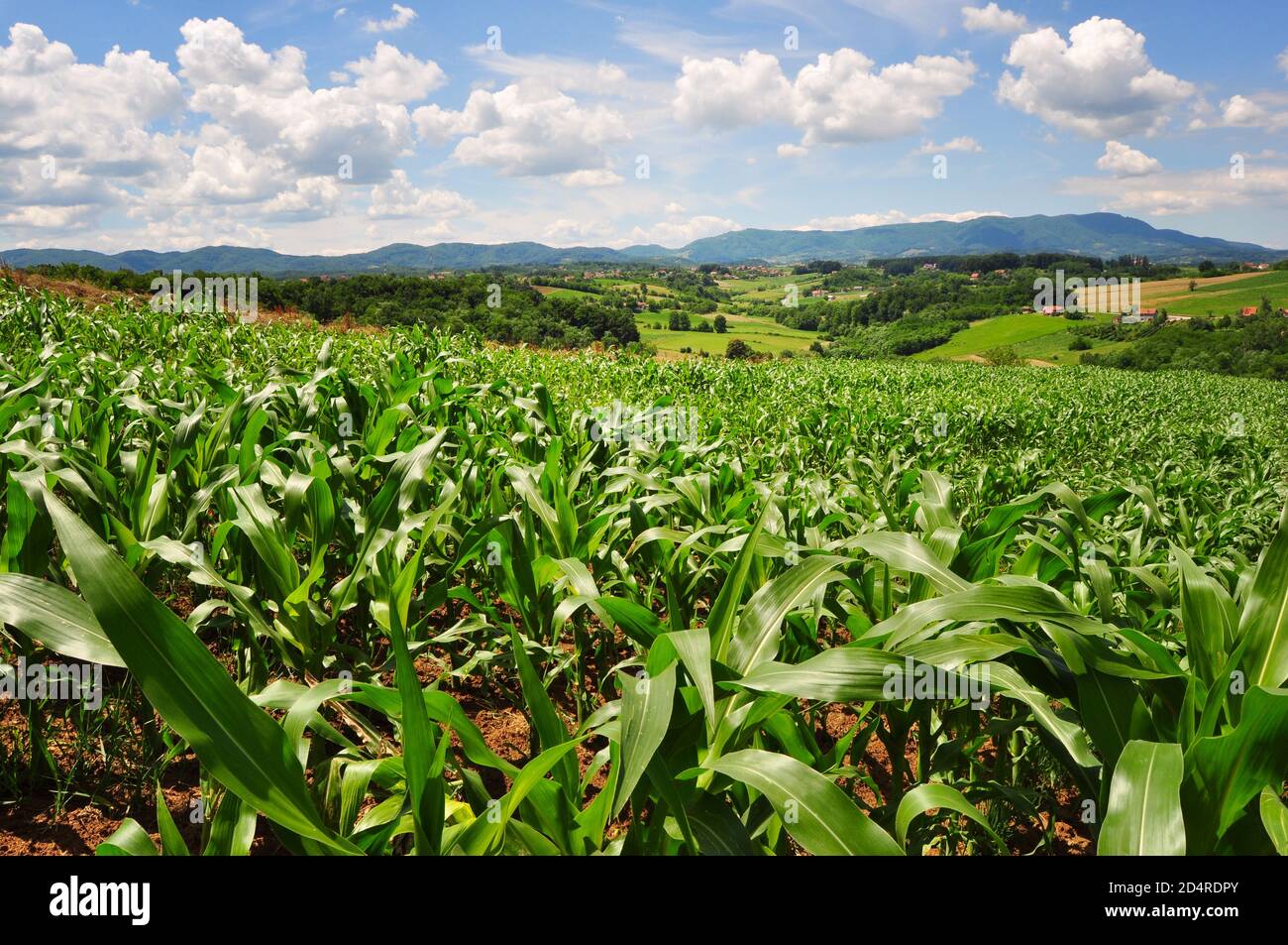 Campo di mais in estate erly, piante verdi giovani, scena rurale Foto Stock