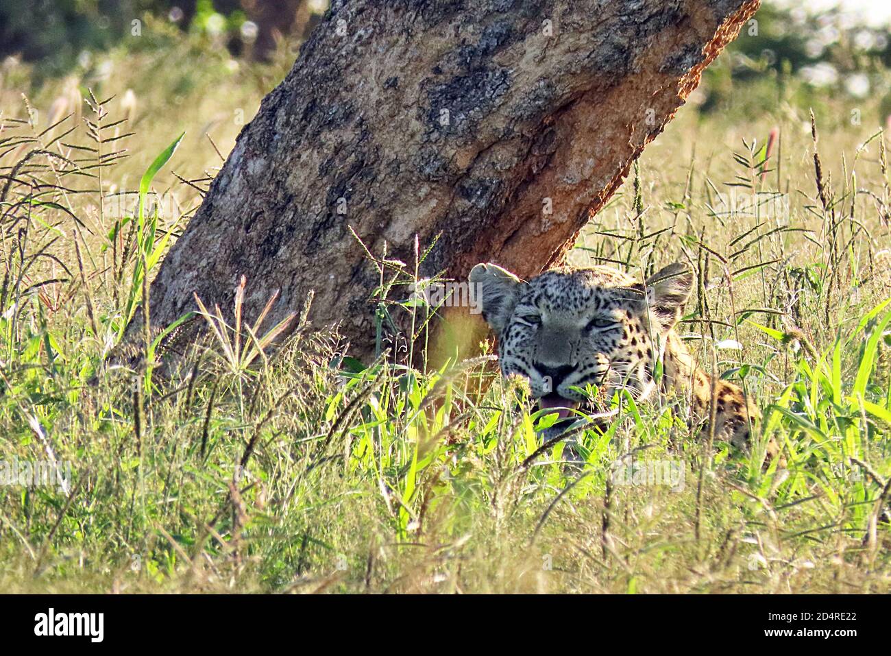 Un leopardo africano (Panthera pardus) che si nasconde sotto un albero in tarda serata alla riserva di Okonjima, nella regione di Otjozondjupa, Namibia. Foto Stock