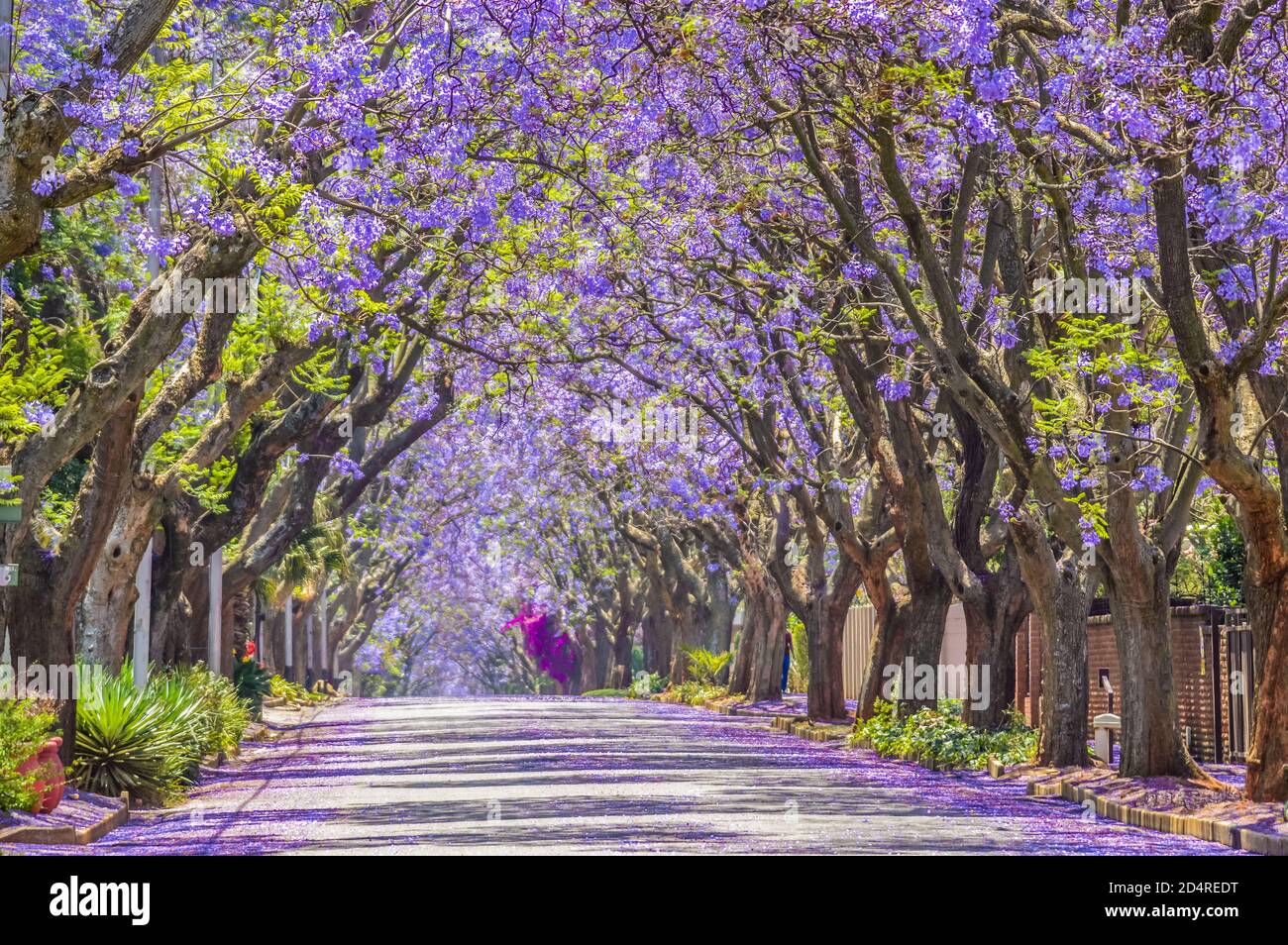 Blu porpora Jacaranda mimosifolia bloom a Johannesburg street durante la primavera in ottobre in Sud Africa Foto Stock