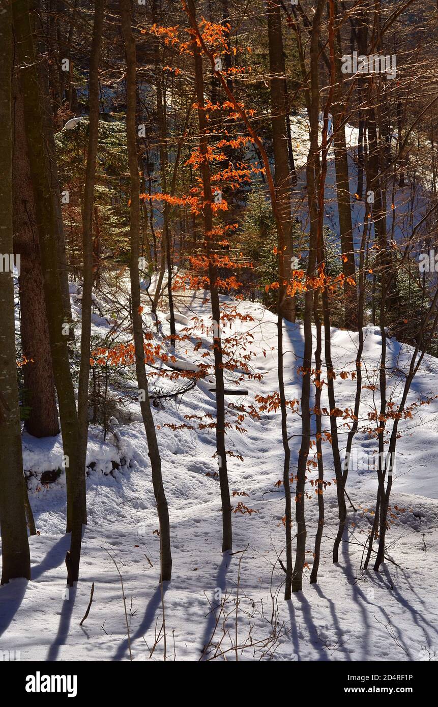 Foresta in inverno Foto Stock